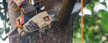 Best Commercial Tree Removal  in George Mason, VA