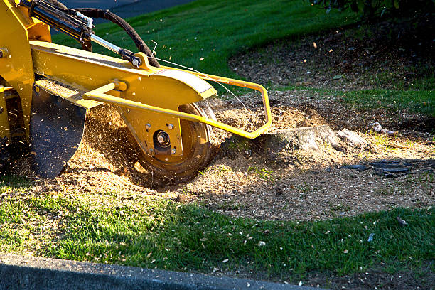 Best Tree Mulching Services  in George Mason, VA